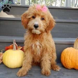 Trixie, Mini Goldendoodle Puppy